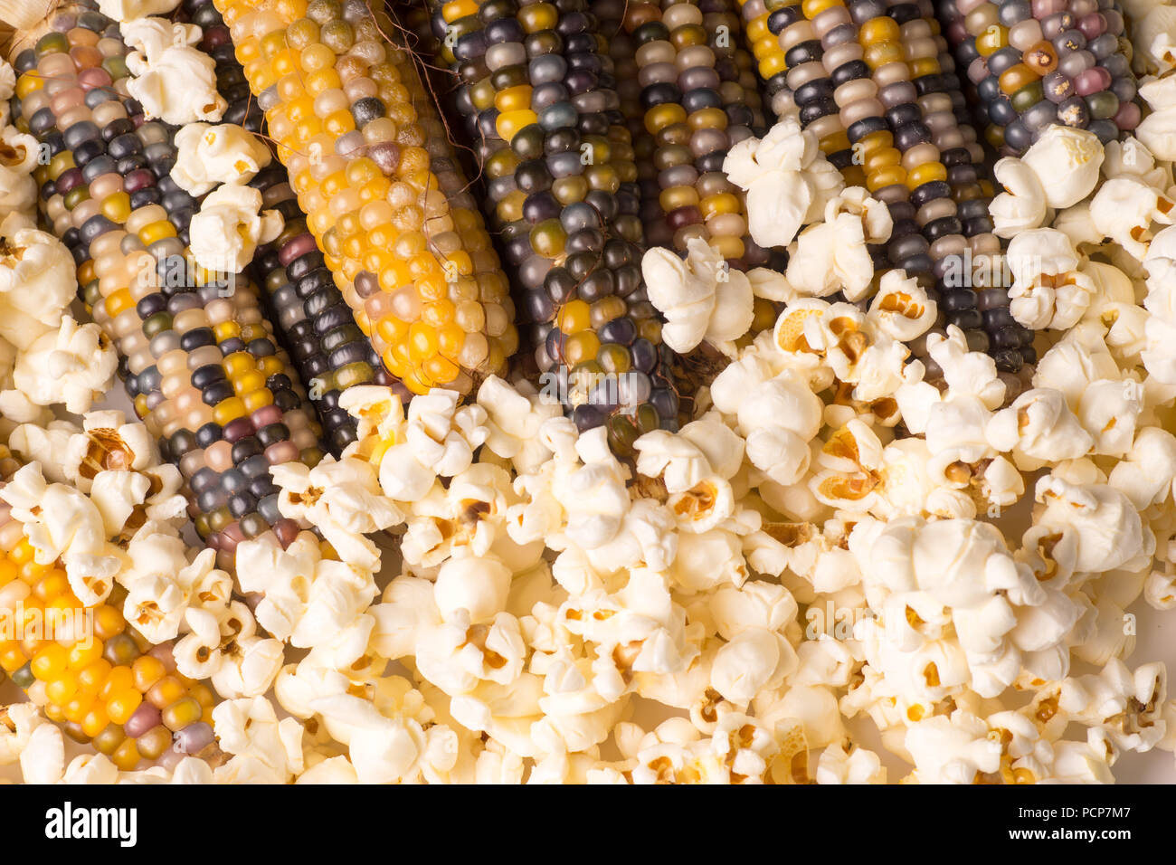 bunch of organic dried multicolored corn on the cob ready to pop popcorn or make grit with already popped popcorn Stock Photo