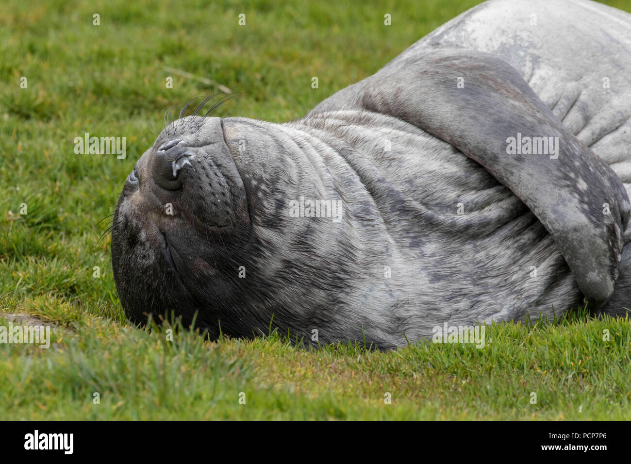 Young elephant seal slumbering in the grass on South Georgia Island Stock Photo