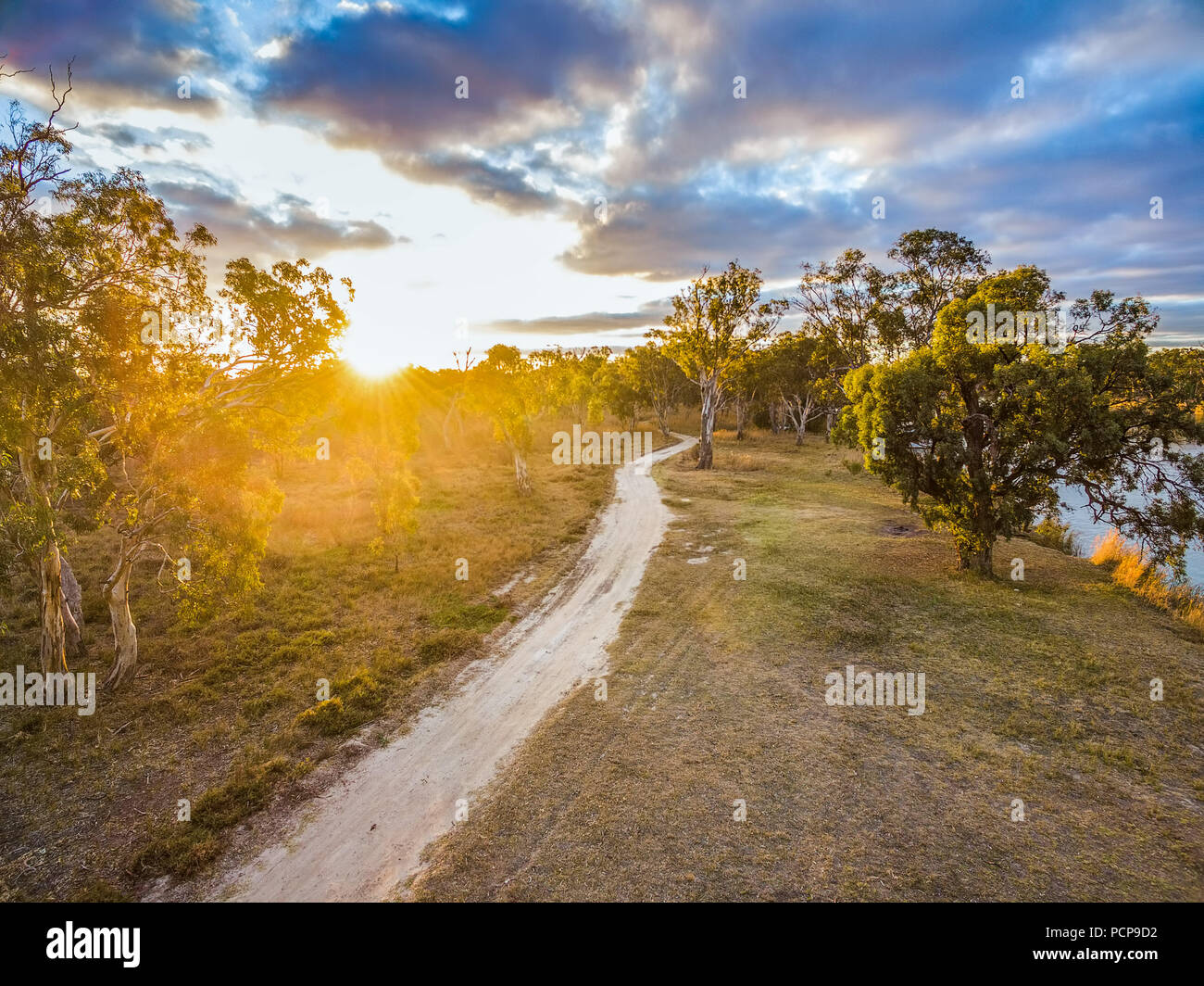 Winding dirt road among eucalyptus trees at sunset with sun flare Stock Photo