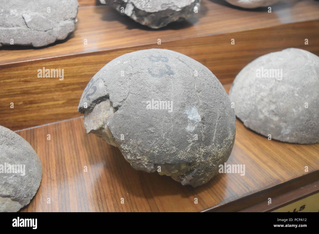 Fossilized dinosaur egg found from Gujarat, Geology Museum, ISI