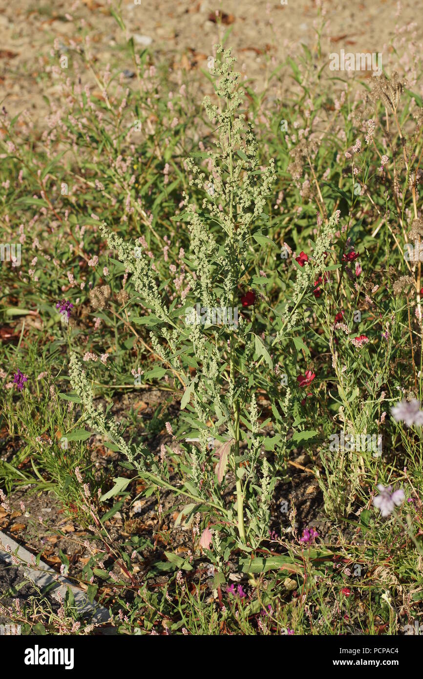 Chenopodium ficifolium Stock Photo