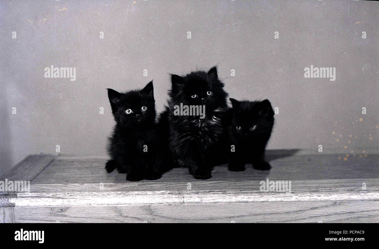 1960s, three small black cats together on a sideboard. Stock Photo