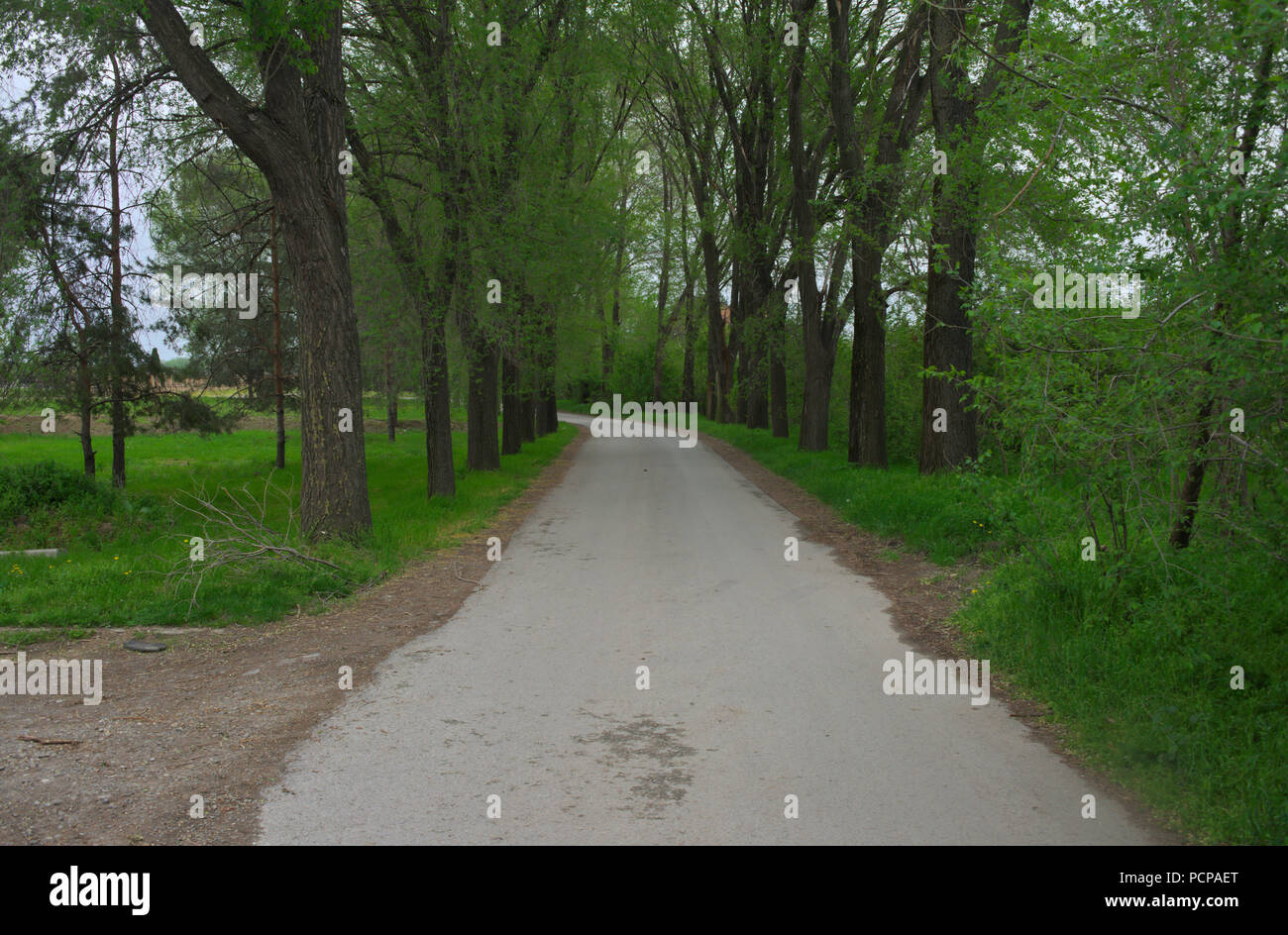 Countryside asphalt road surrounded with trees, springtime Stock Photo