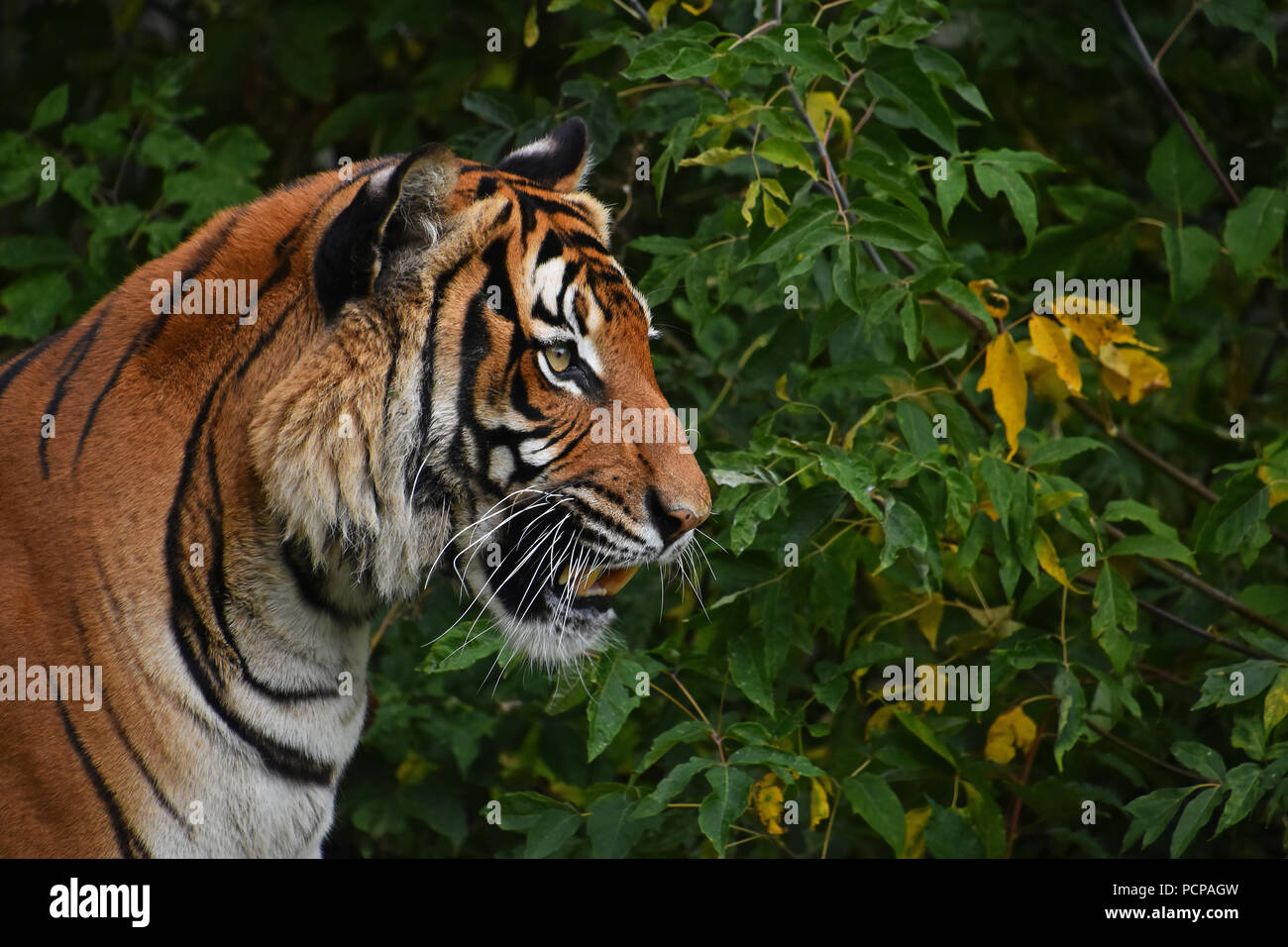 Close up side portrait of Indochinese tiger Stock Photo