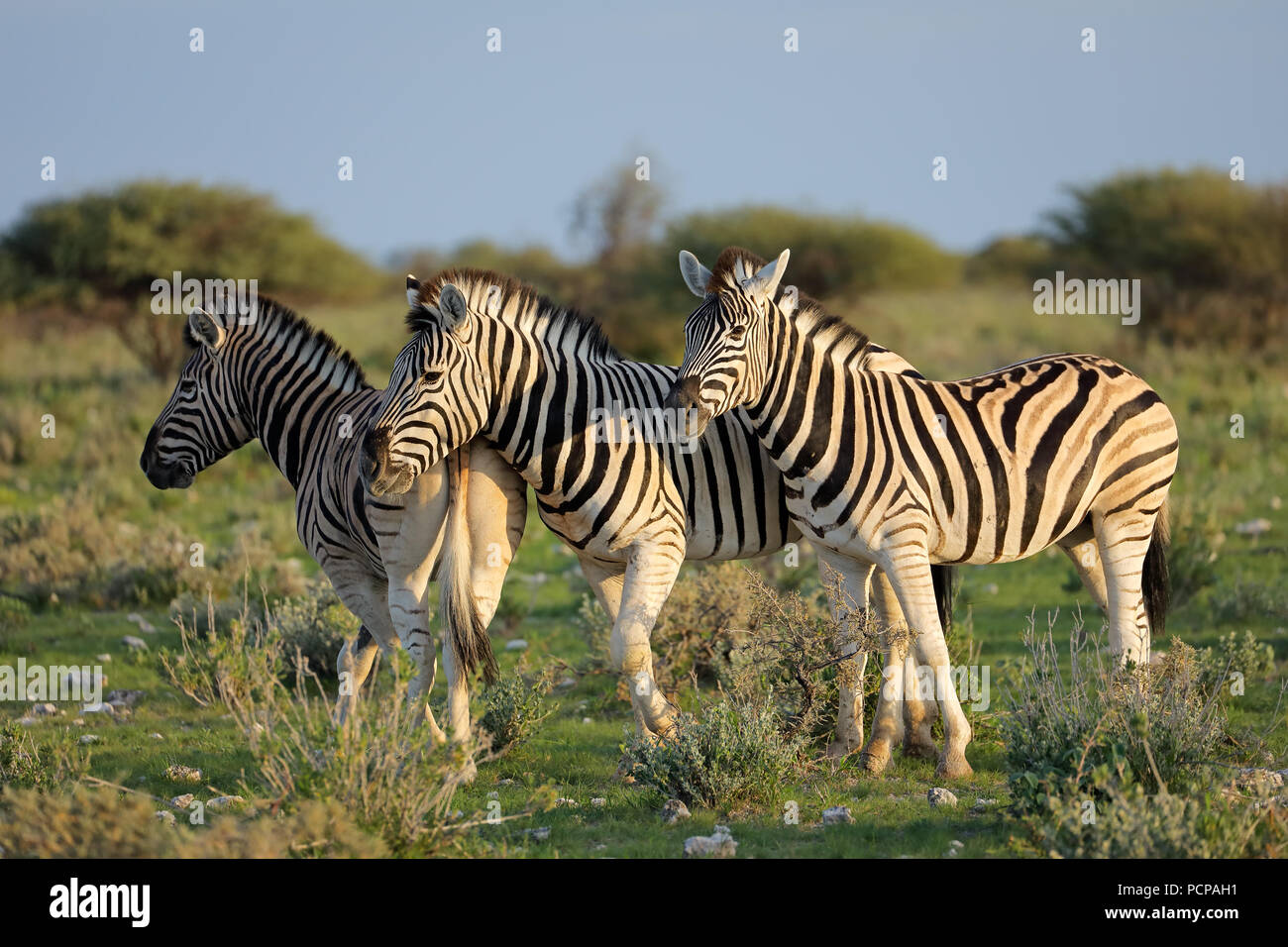 Animals in namibia hi-res stock photography and images - Alamy