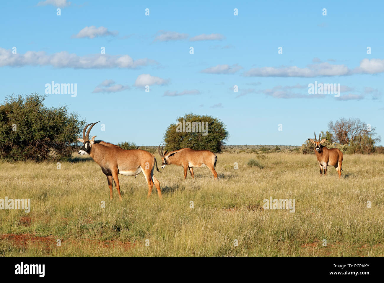 Rare roan antelopes (Hippotragus equinus) in natural habitat, South ...
