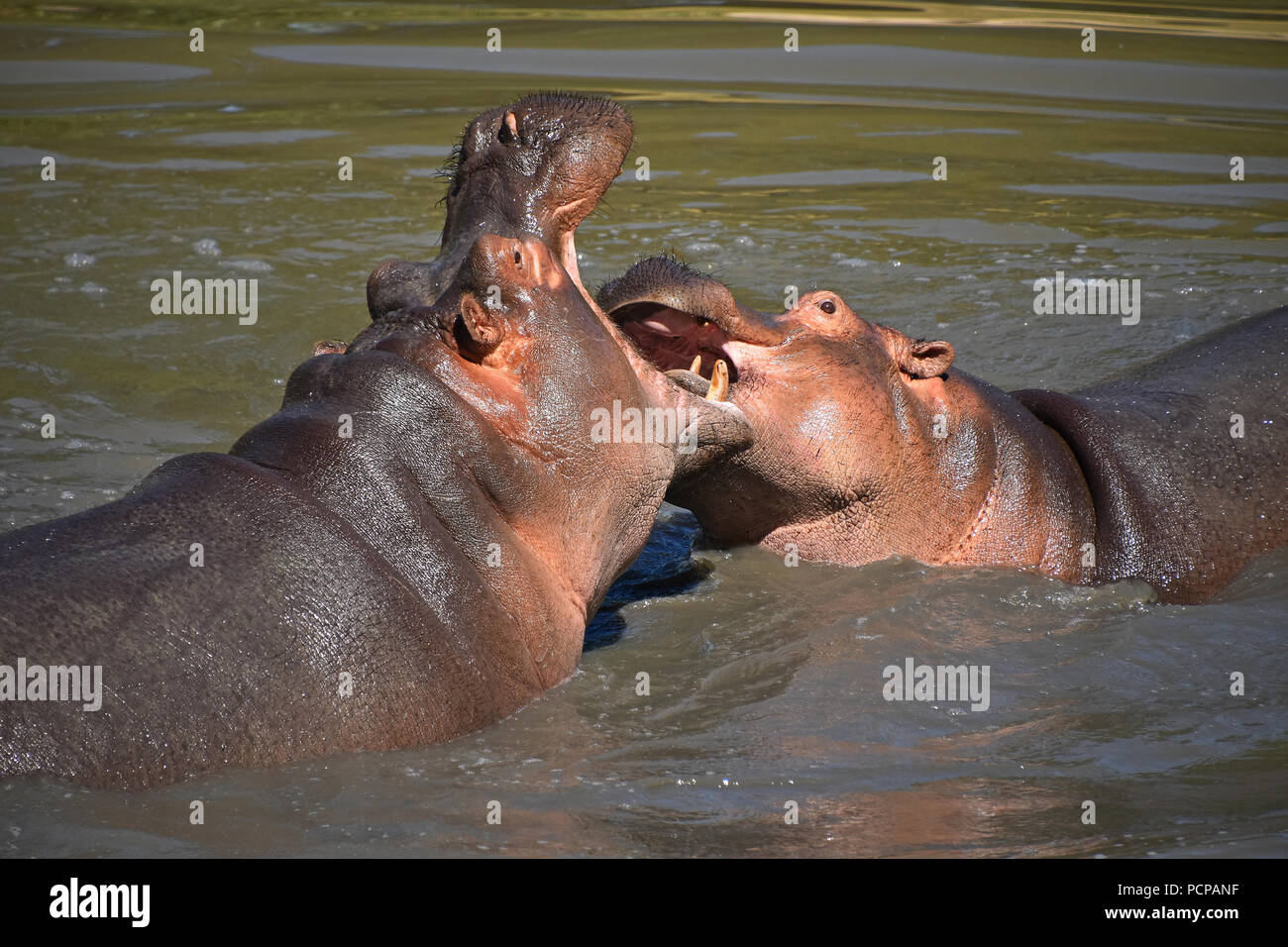 Couple of hippos swim and play in water Stock Photo