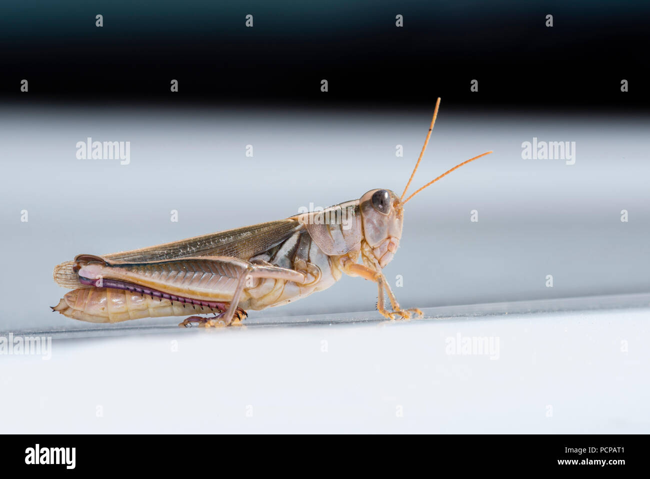Macro of a Striped Sand Grasshopper (Melanoplus foedus) Stock Photo