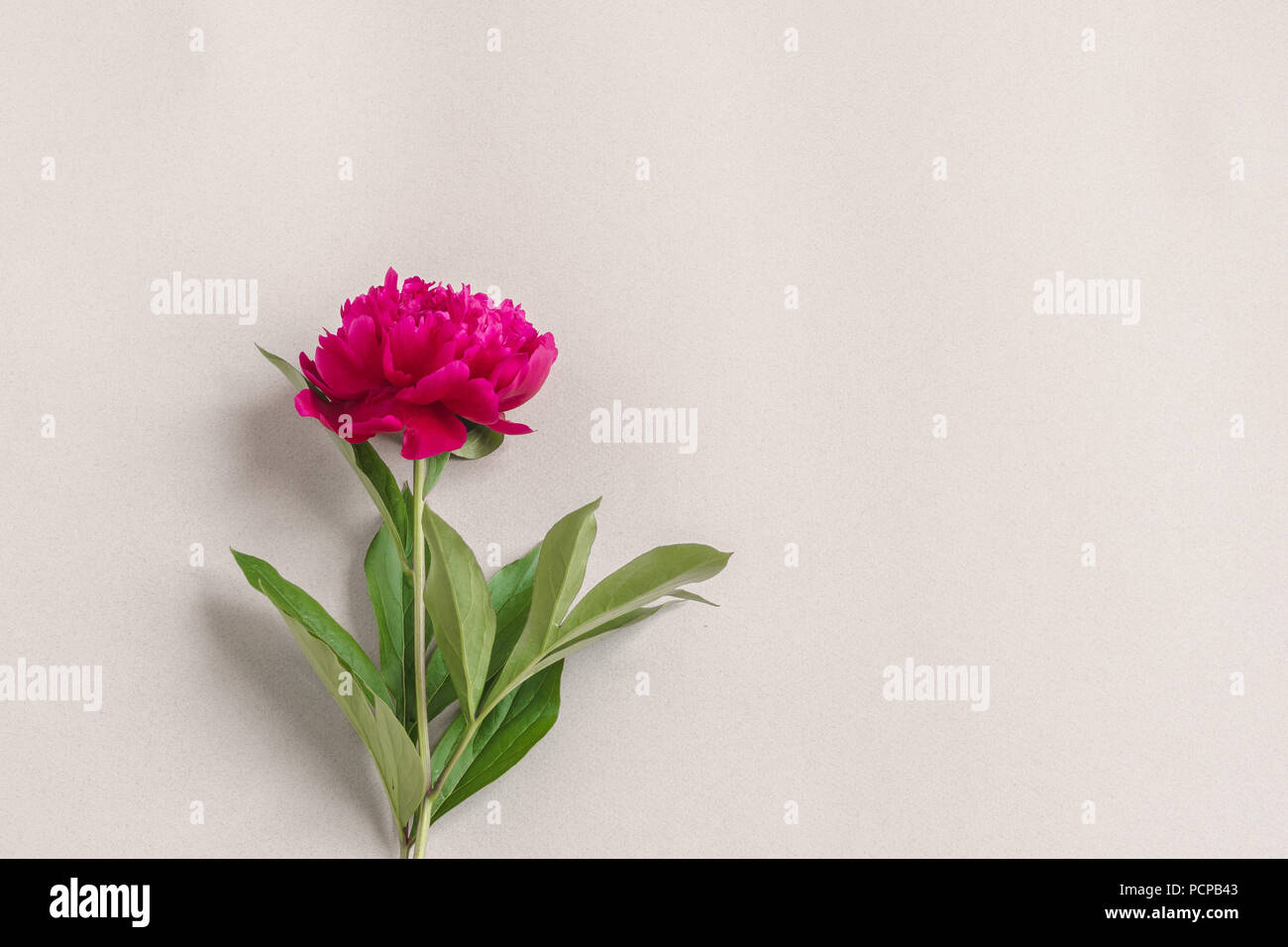 One purple peony. Background / template for design Stock Photo - Alamy
