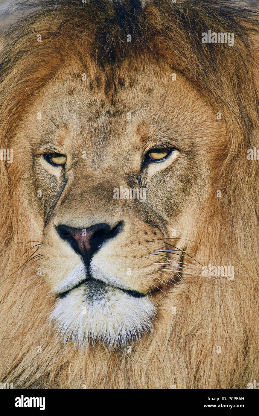 Close up portrait of mature male African lion with beautiful mane, looking at camera Stock Photo