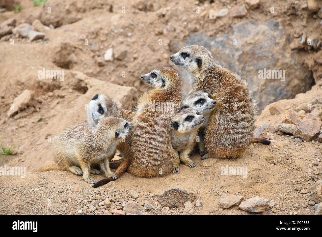 Close up portrait of meerkat family looking away Stock Photo
