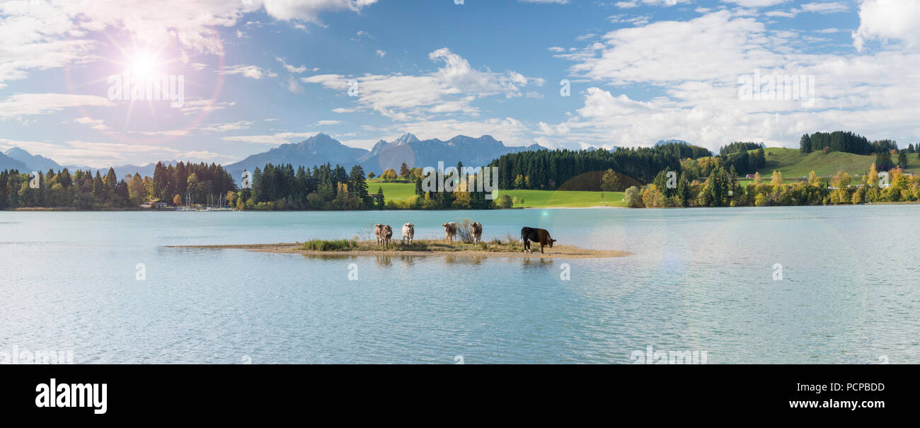 herd of cows on island in lake Forggensee at alps mountain range Stock Photo
