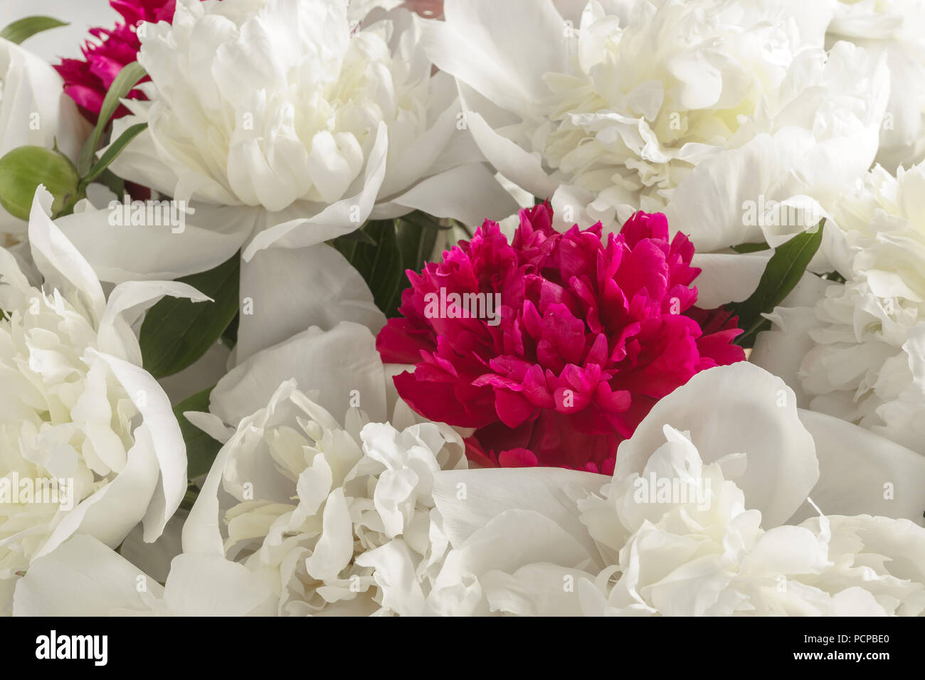 Beautiful peony flowers. Background. Stock Photo