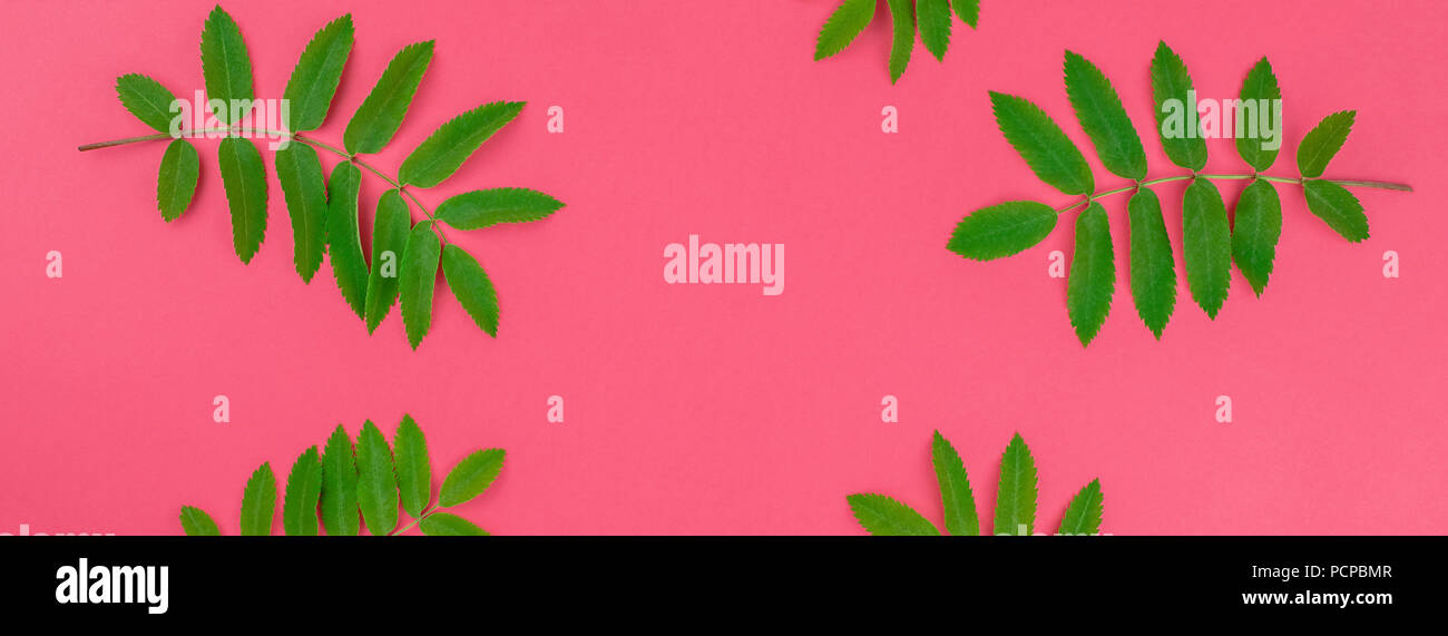Creative flat lay top view pattern with fresh green rowan tree leaves ...