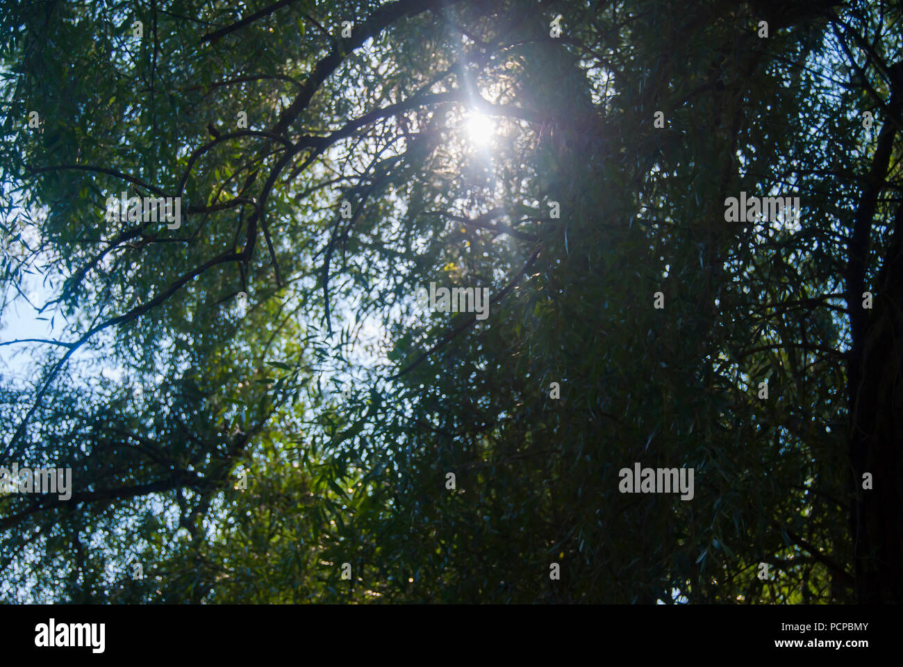 Rays sunlight way through leaves hi-res stock photography and images ...