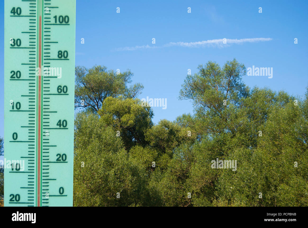 A thermometer with a temperature of +40 degrees Celsius on a landscape with trees. Heat. Stock Photo