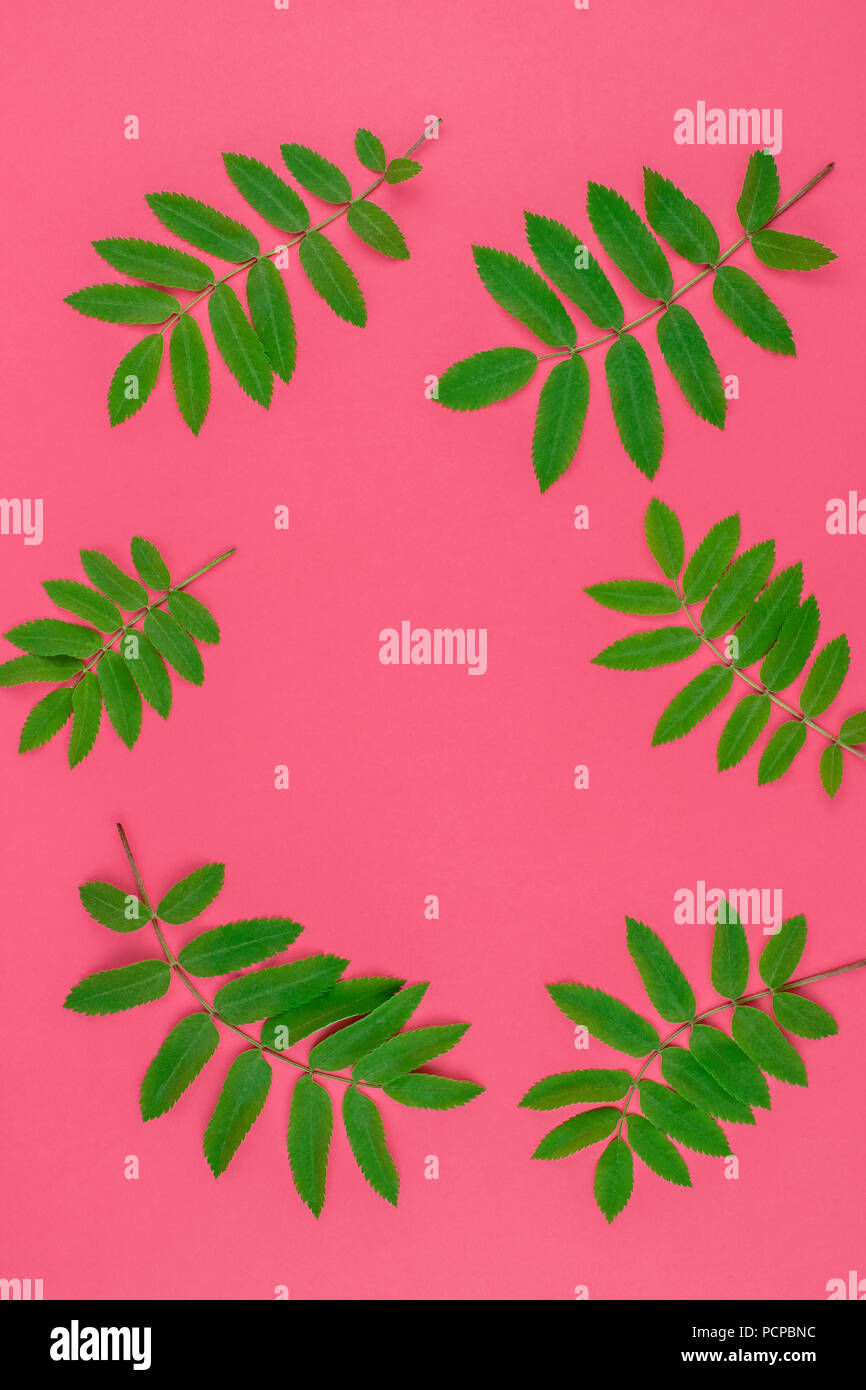 Creative flat lay top view pattern with fresh green rowan tree leaves ...