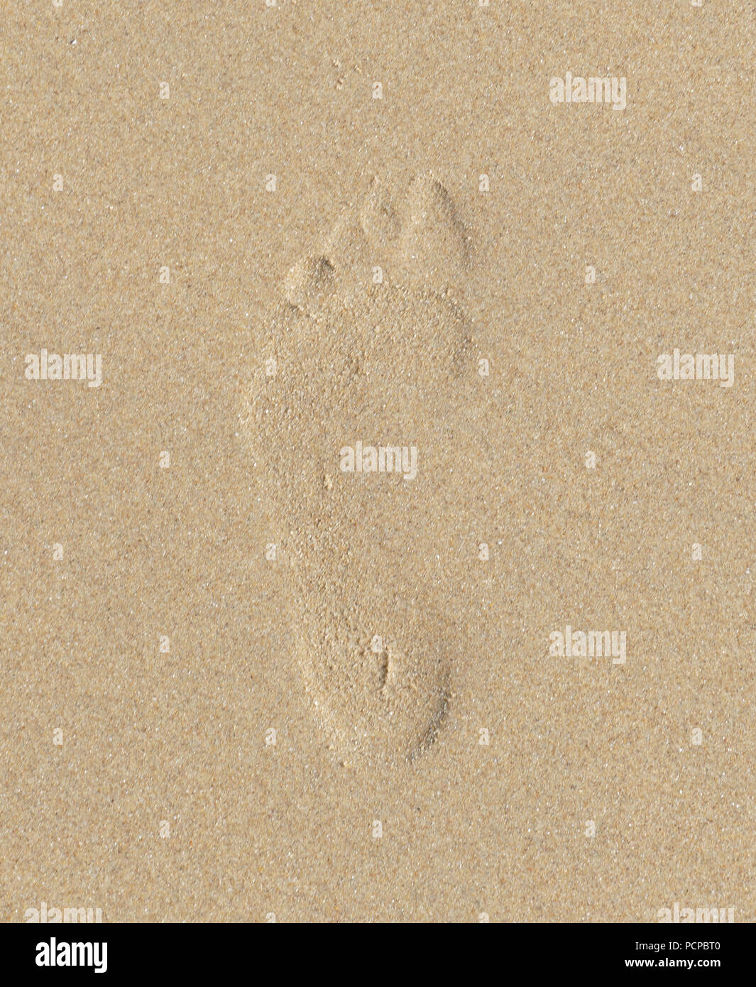 Human footprint on a sandy beach Stock Photo