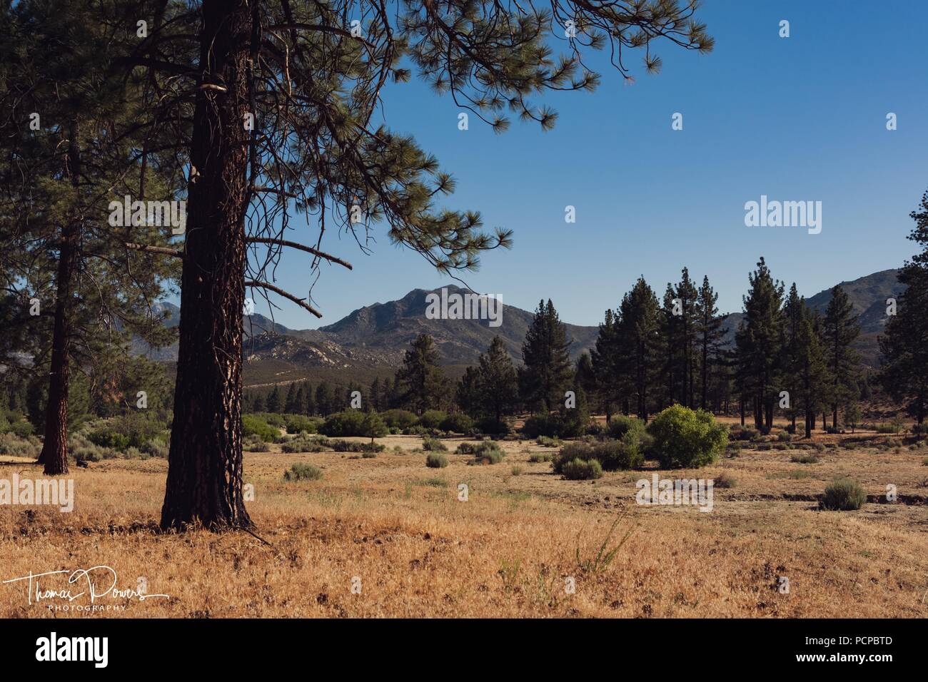 mountain meadow with dry creek bed Stock Photo