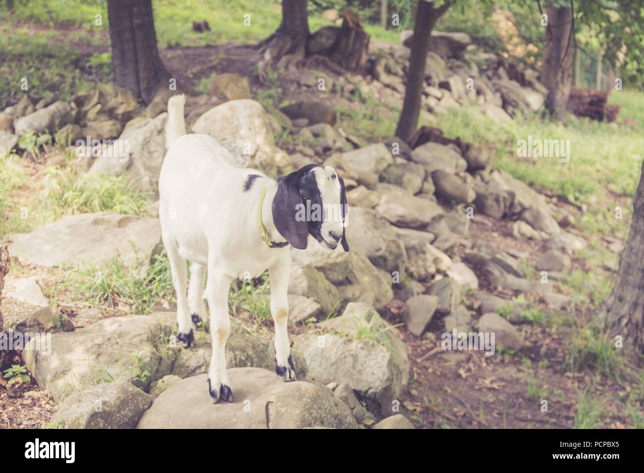 Spotted Boer Goat kids with lop ears in retro setting frolick in the field Stock Photo