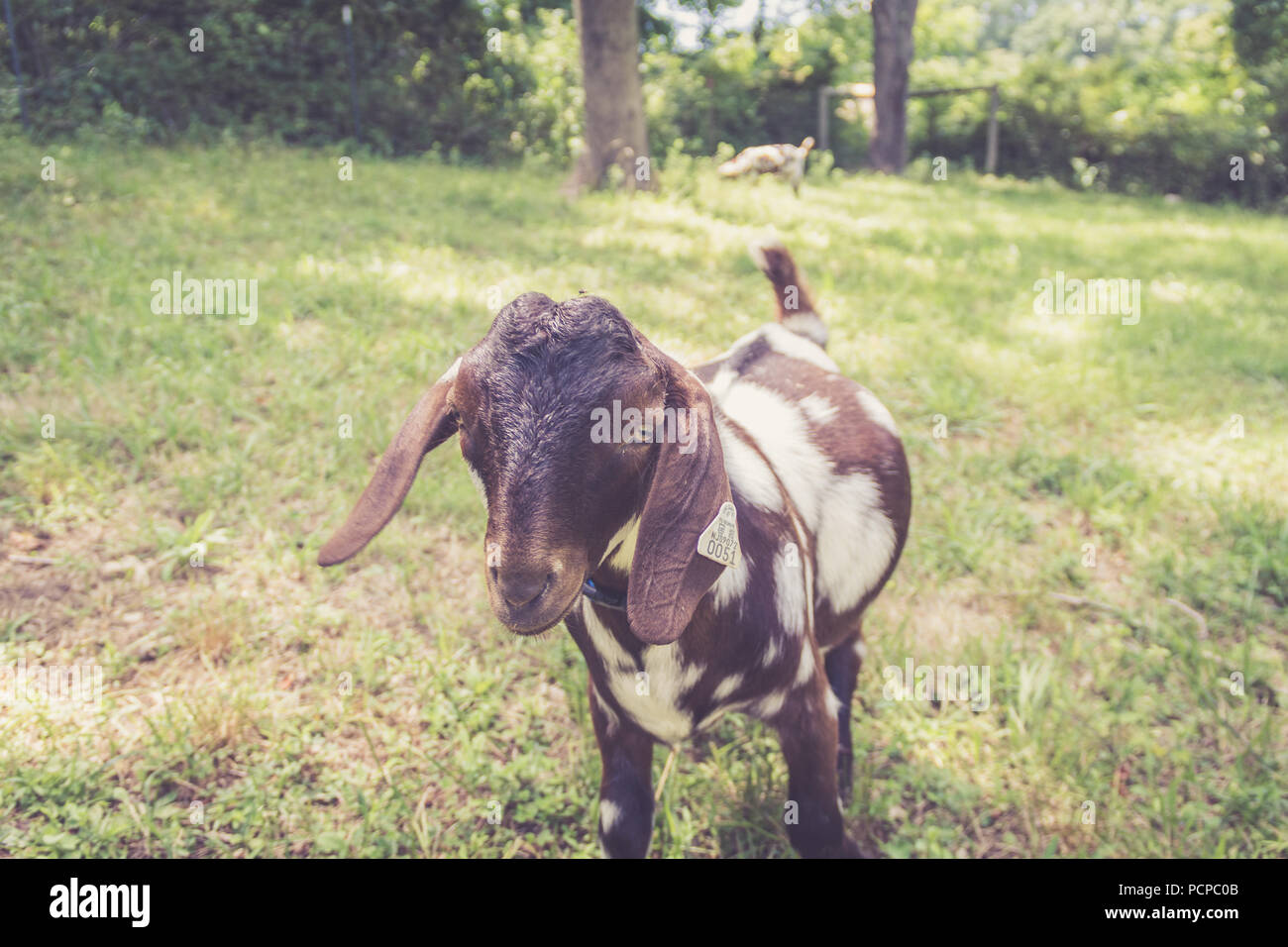 Spotted Boer Goat kids with lop ears in retro setting frolick in the ...