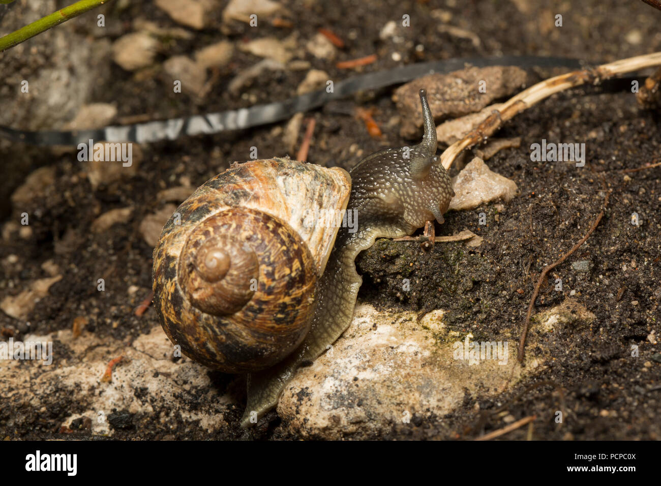 Garden Snail Damage High Resolution Stock Photography And Images Alamy