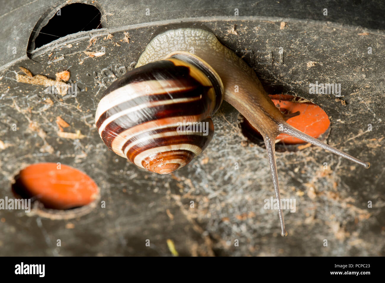 Snail Gb High Resolution Stock Photography And Images Alamy