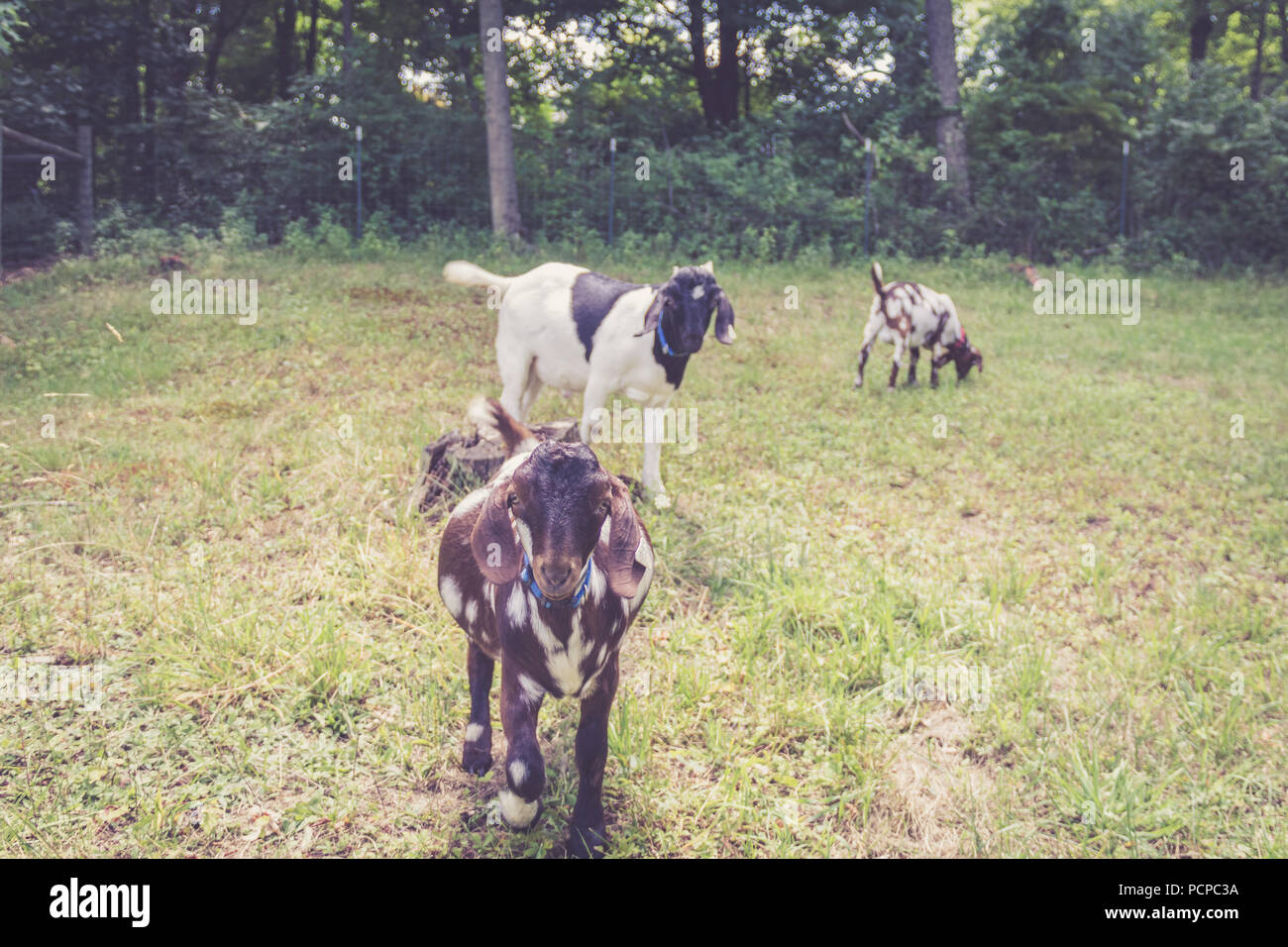 Spotted Boer Goat kids with lop ears in retro setting frolick in the field Stock Photo