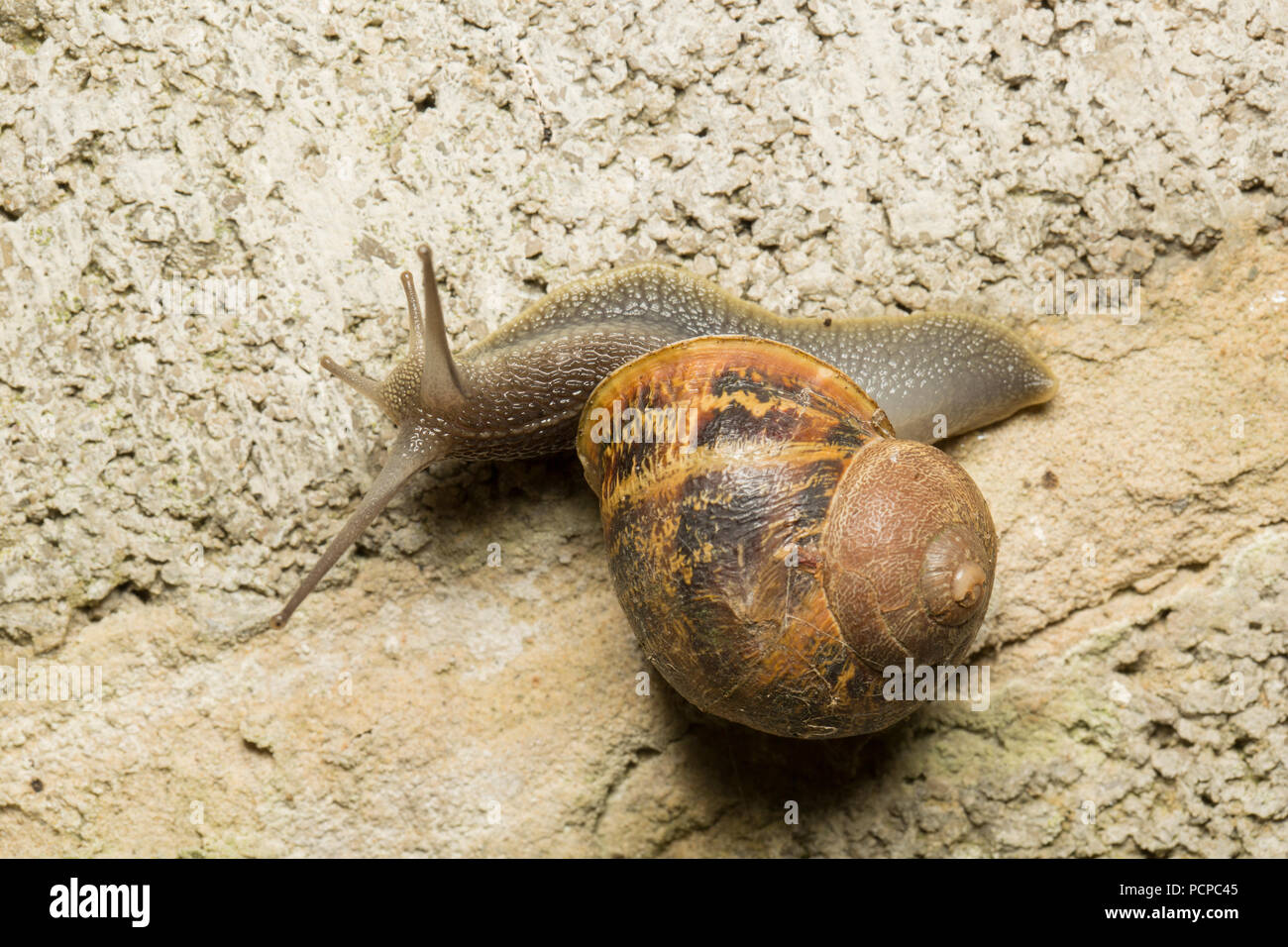 A garden snail, Helix aspersa/Cornu aspersum, crawling around an old ...