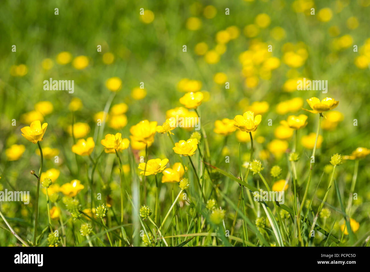 Yellow Buttercup flowers in the field. Ranunculus repens Stock Photo ...