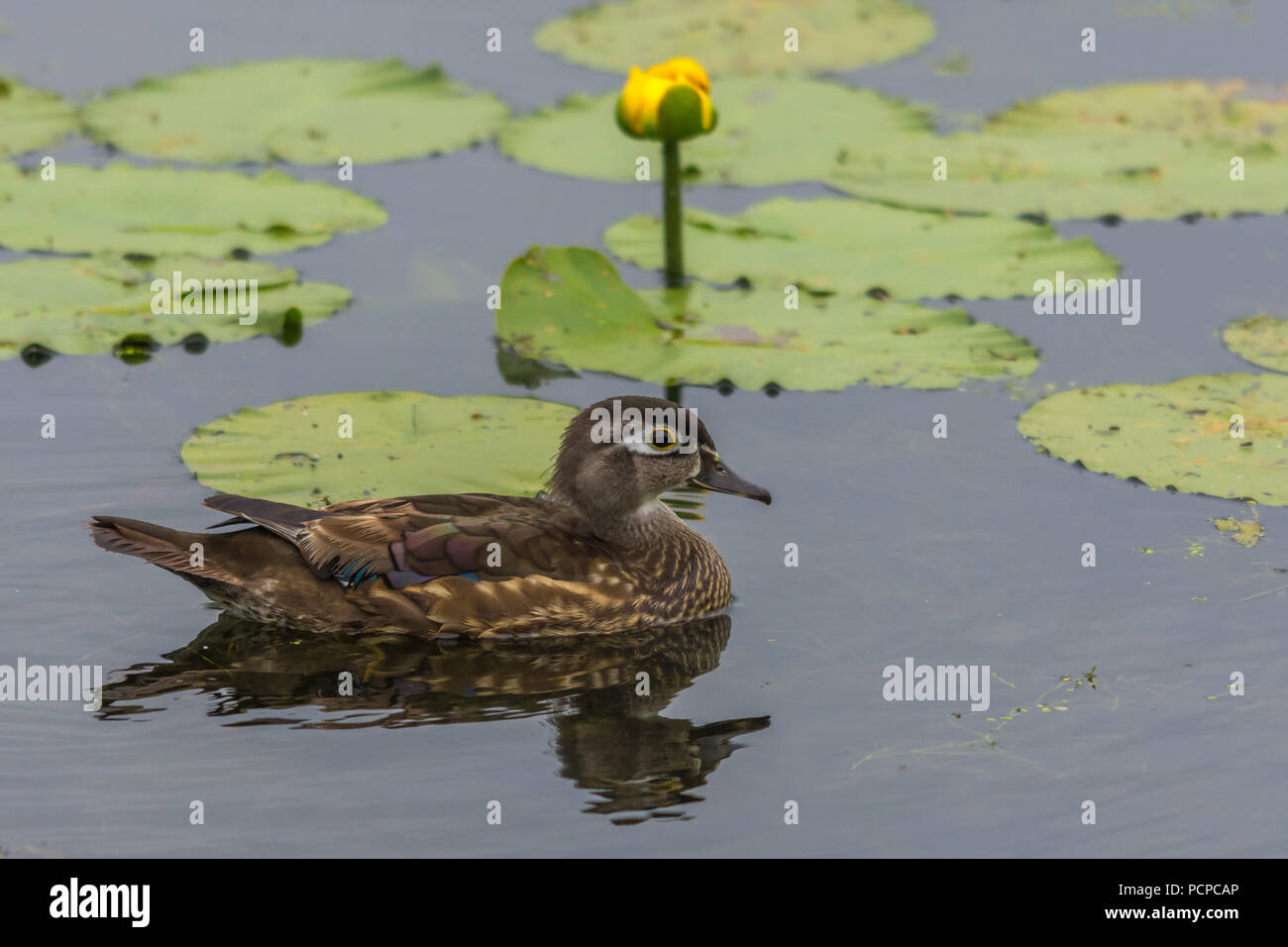 Female wood duck relaxing in the pond Stock Photo