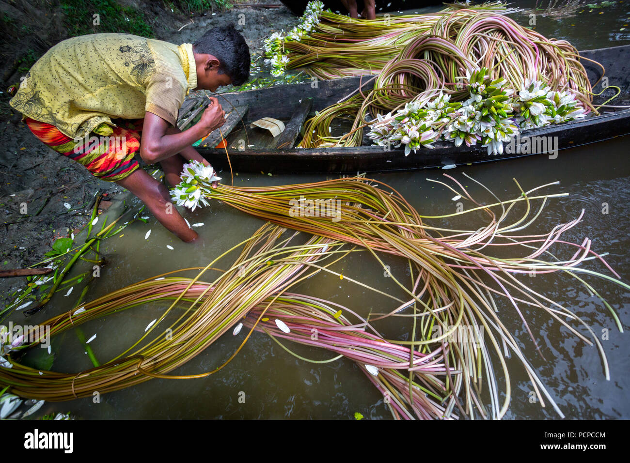 Sada Shapla (white waterlily) is the national flower of Bangladesh