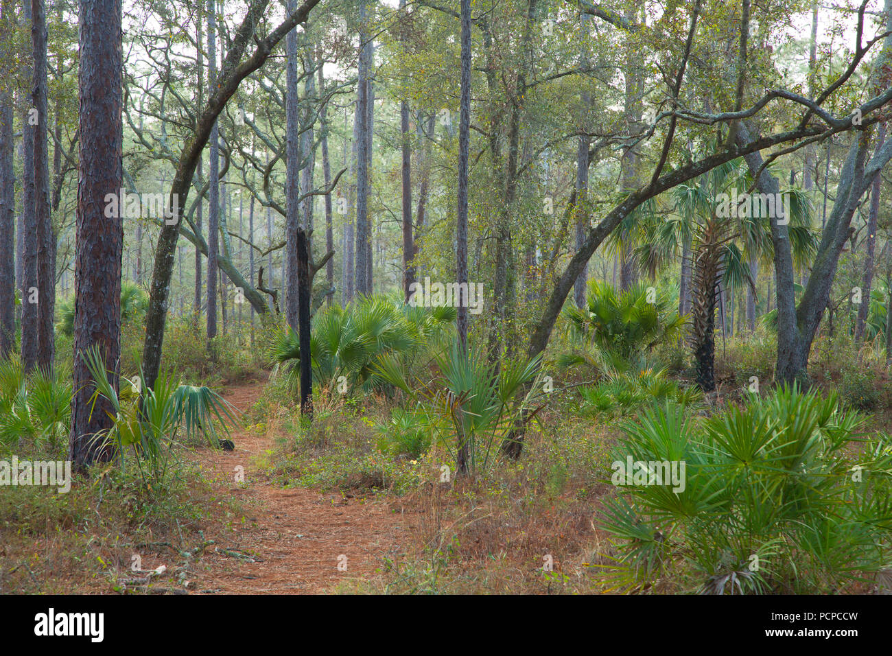 Florida National Scenic Trail, Ocala National Forest,  Florida Stock Photo