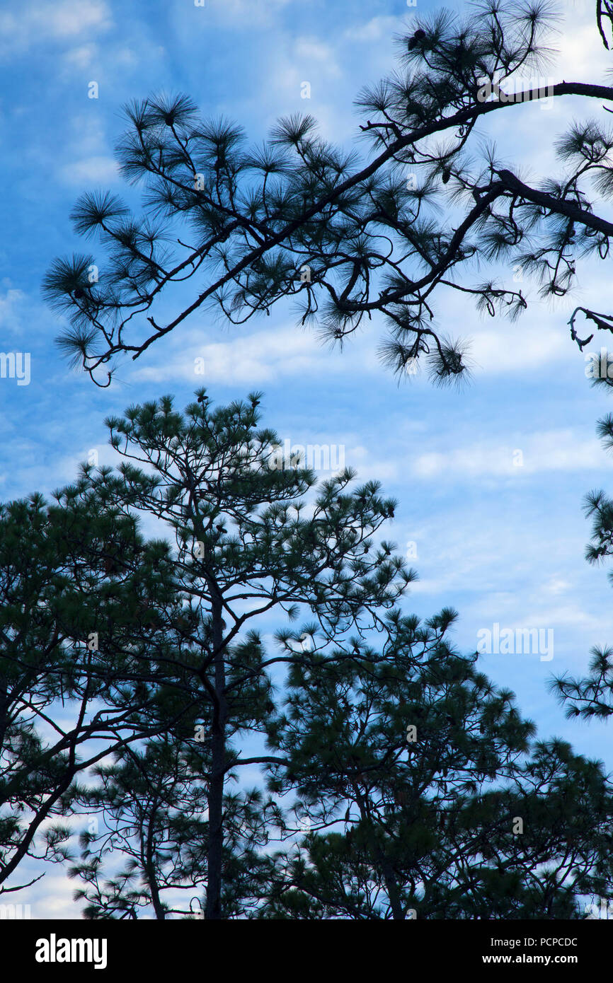 Pine silhouette along Florida National Scenic Trail, Ocala National Forest,  Florida Stock Photo