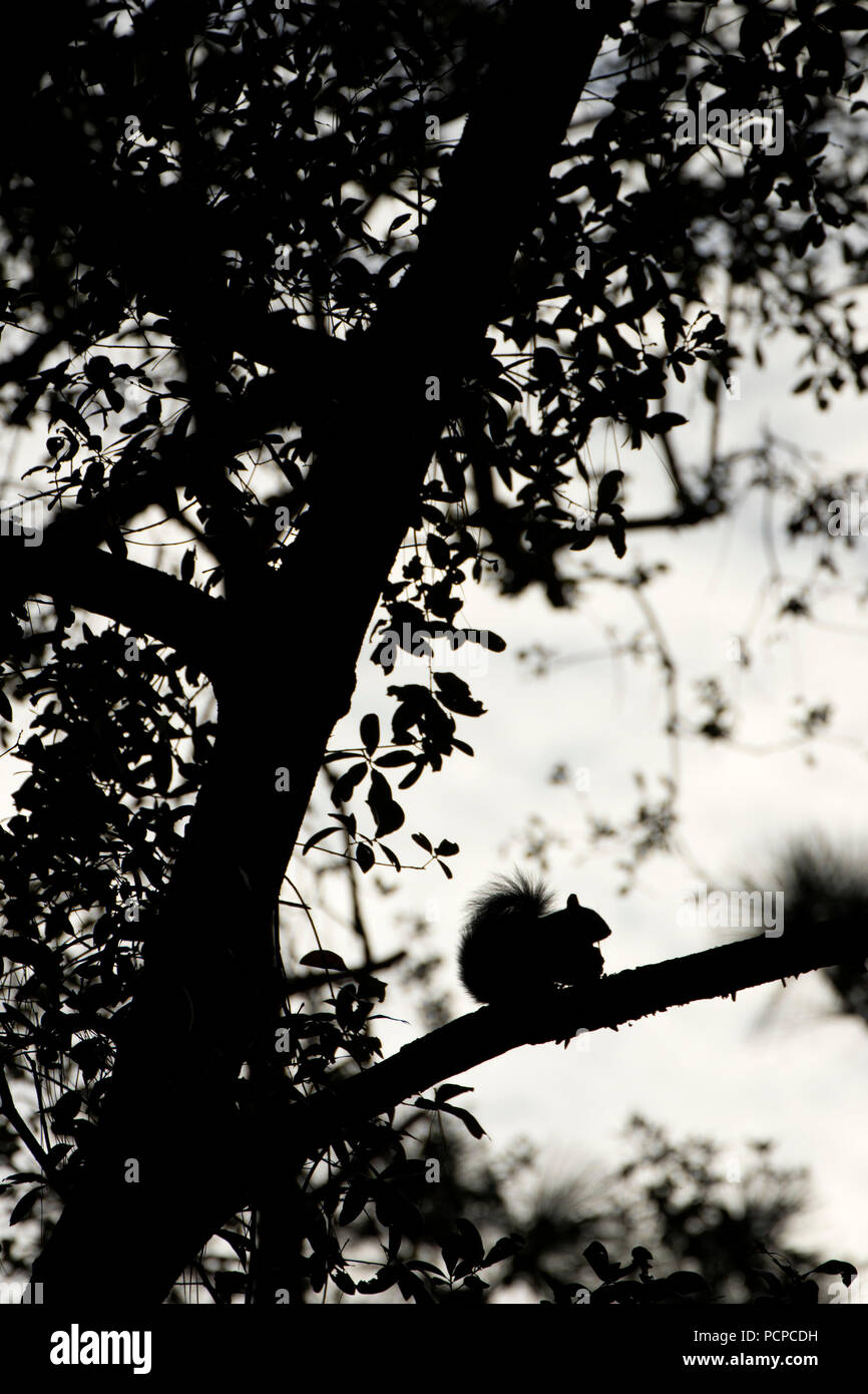 Squirrel silhouette along Florida National Scenic Trail, Ocala National Forest,  Florida Stock Photo