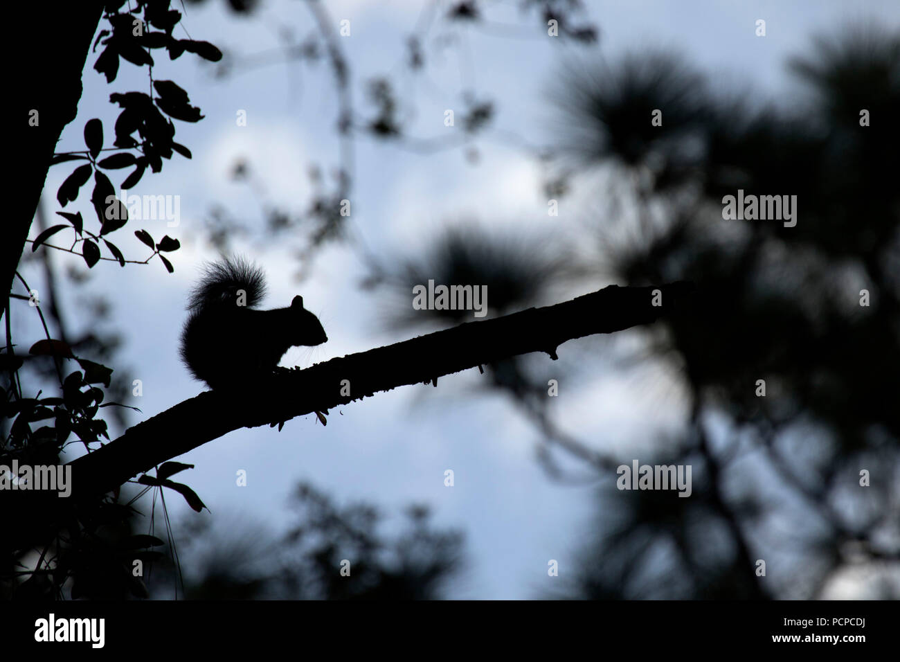 Squirrel silhouette along Florida National Scenic Trail, Ocala National Forest,  Florida Stock Photo