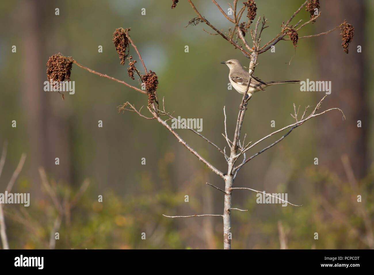Northern mockingbird (Mimus polyglottos), Ocala National Forest,  Florida Stock Photo