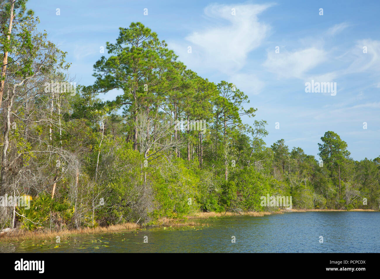 Grasshopper Lake, Ocala National Forest,  Florida Stock Photo