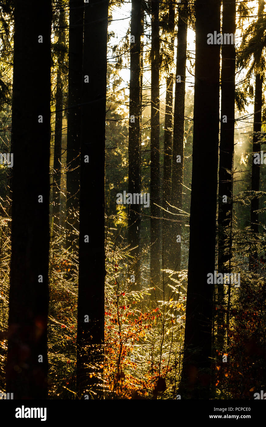 Lichtstimmung im Herbstwald Stock Photo