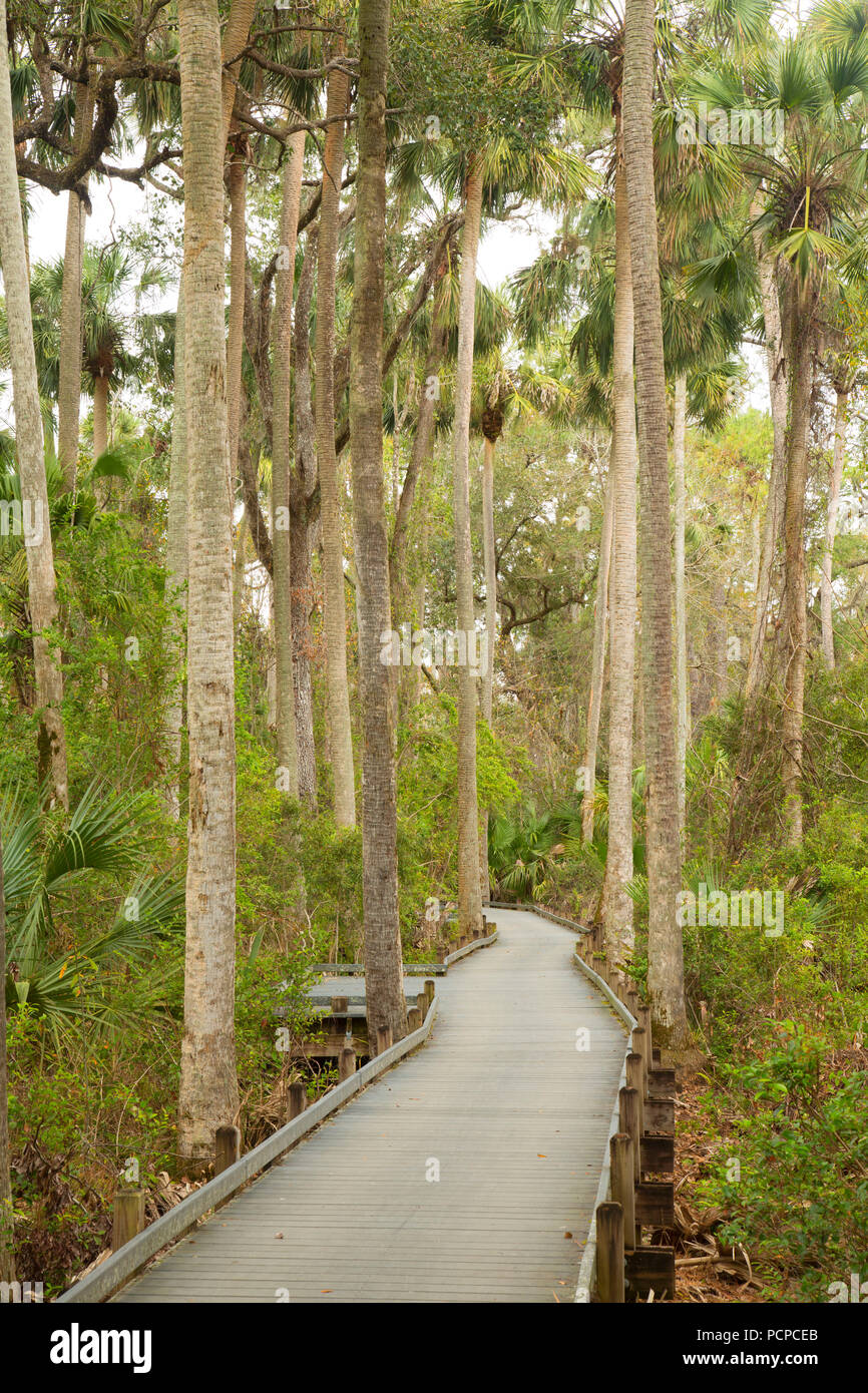 Juniper Springs boardwalk, Ocala National Forest,  Florida Stock Photo