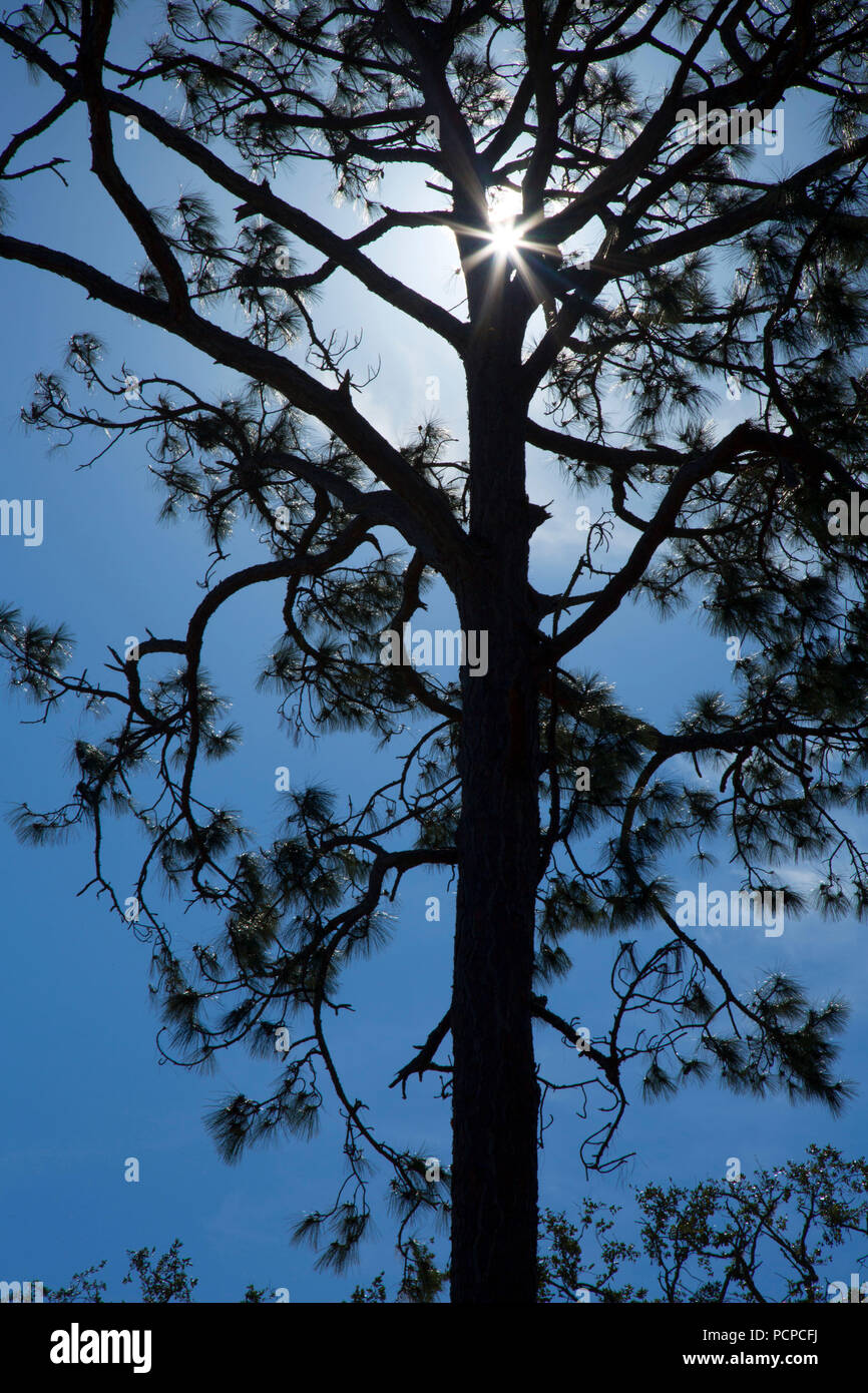 Pine silhouette, Princess Place Preserve,  Florida Stock Photo