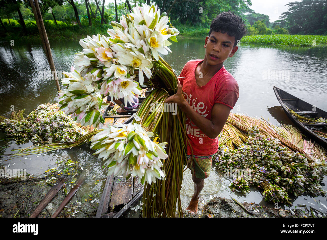 Sada Shapla (white waterlily) is the national flower of Bangladesh
