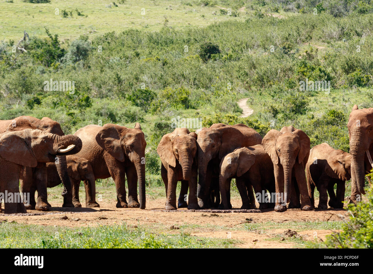 Elephant family standing together at the watering hole Stock Photo