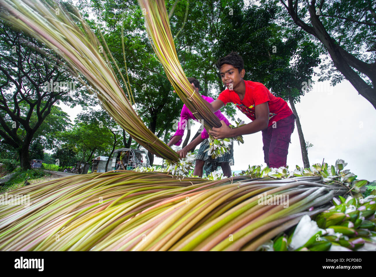 Sada Shapla (white waterlily) is the national flower of Bangladesh