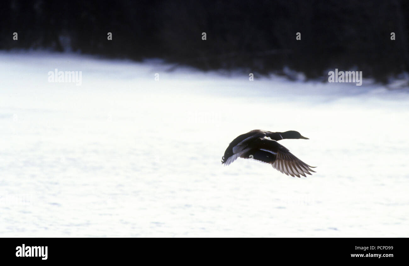 Mallard taking off from a lake near Columbus, Ohio Stock Photo Alamy