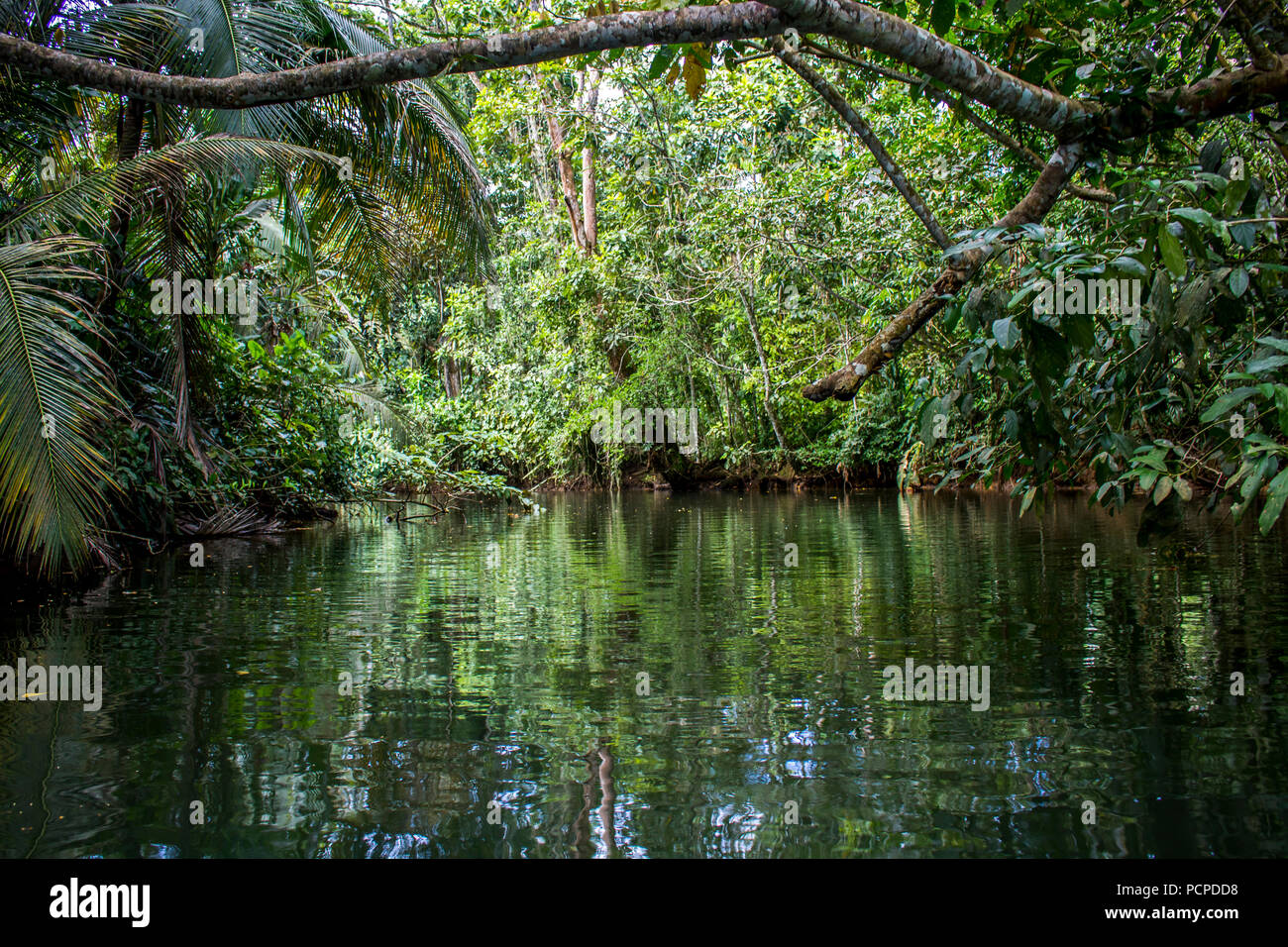 Jungle canal with reflections of green plants in water Stock Photo