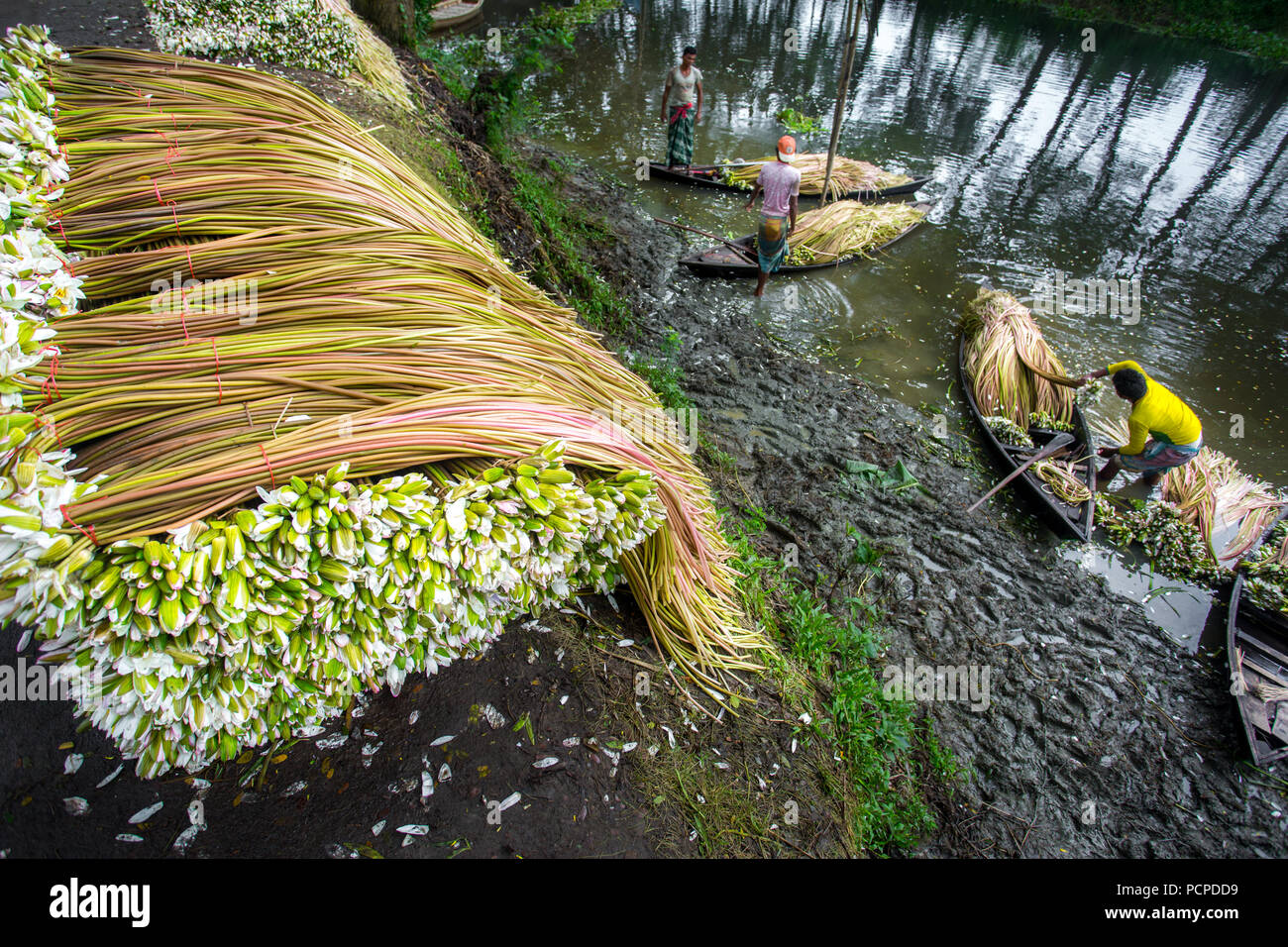 Sada Shapla (white waterlily) is the national flower of Bangladesh
