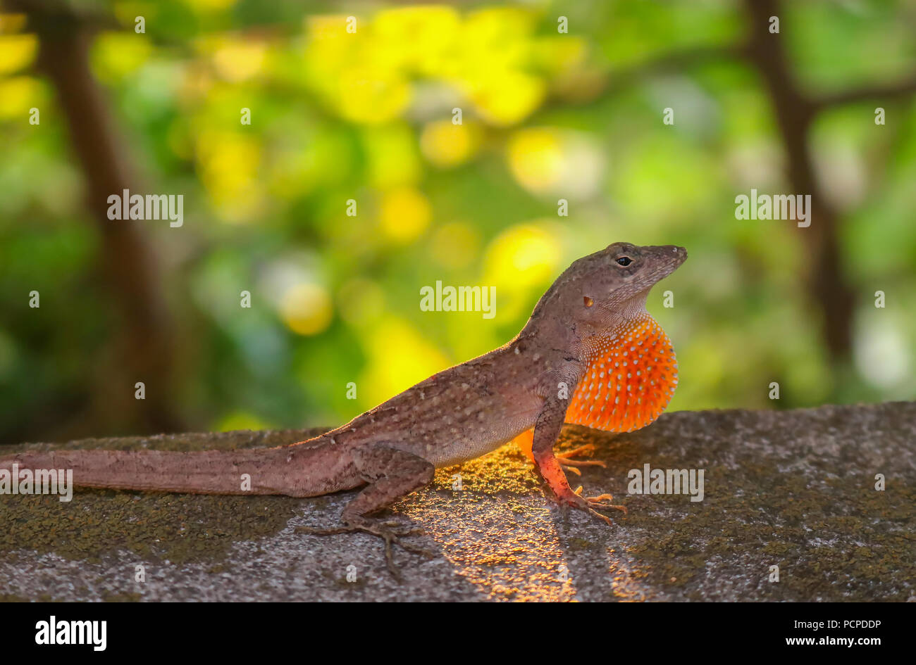 Anole lizard close up profile with sun glowing through dewlap Stock Photo