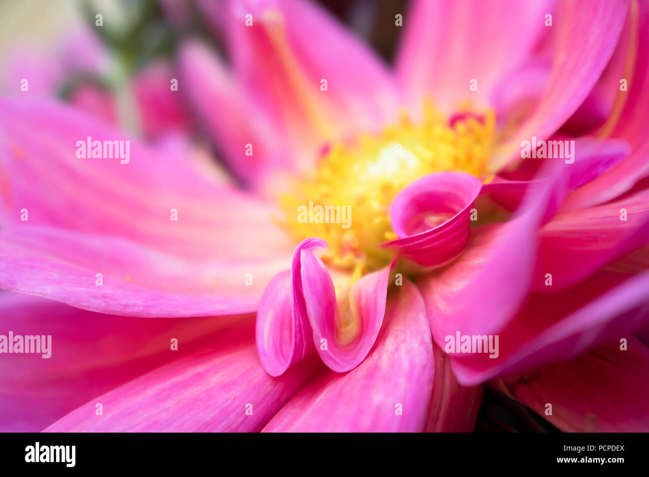 Close Up Pink Dahlia Flower Petals in Delicate Curve Stock Photo