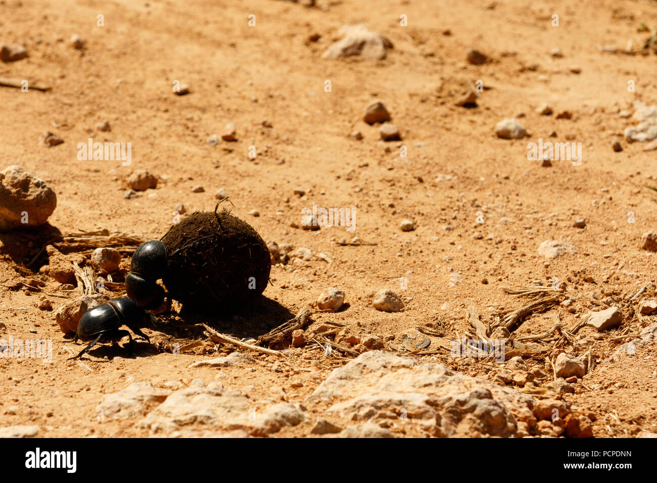 Dung beetle pushing a ball of dung across the gravel road Stock Photo